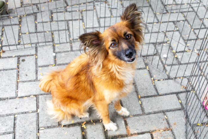 Maricá promove evento pelo bem-estar animal com adoção, pets vacinados e inscrições para castração