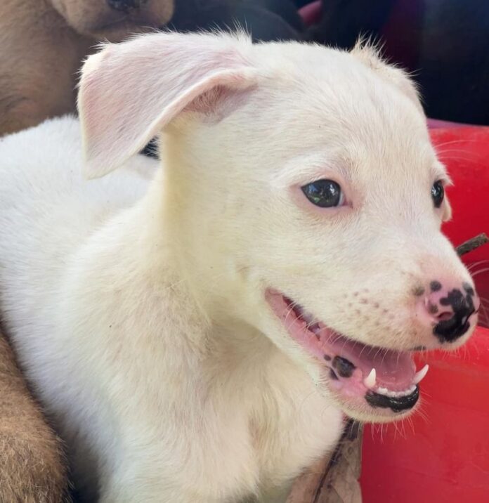 Sábado, 20, tem Feira de Adoção Animal