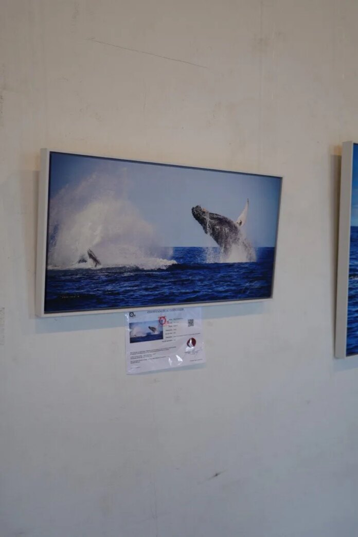 Charitas recebe a Exposição Fotográfica “Jubarte”, de Marcus Mendonça