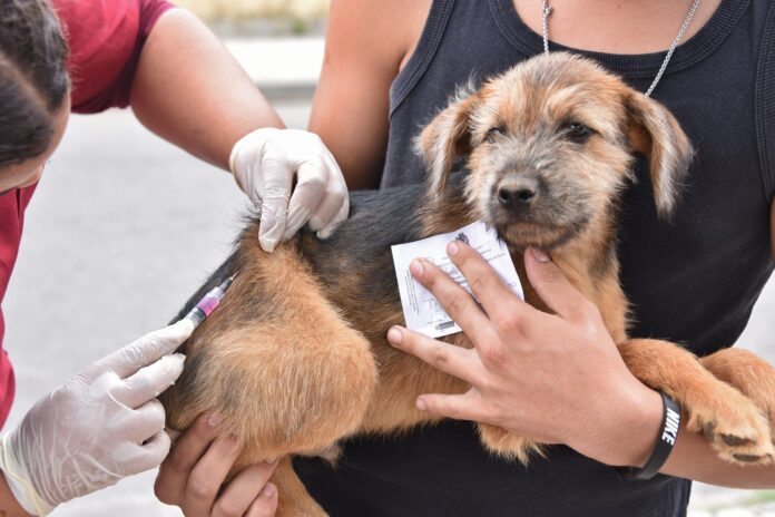 Prefeitura de Maricá vacina mais de 25 mil cães e gatos contra a raiva em 2025