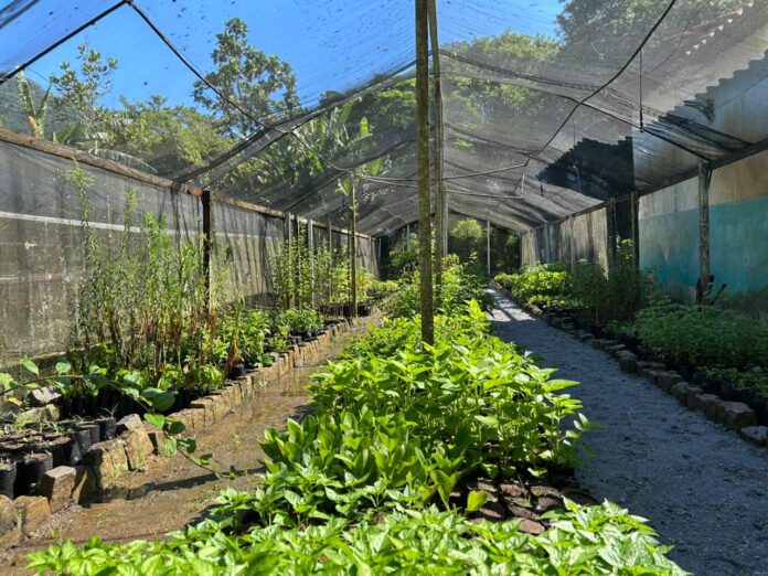 Prefeitura de Saquarema está doando mudas de árvores frutíferas, medicinais e nativas à população
