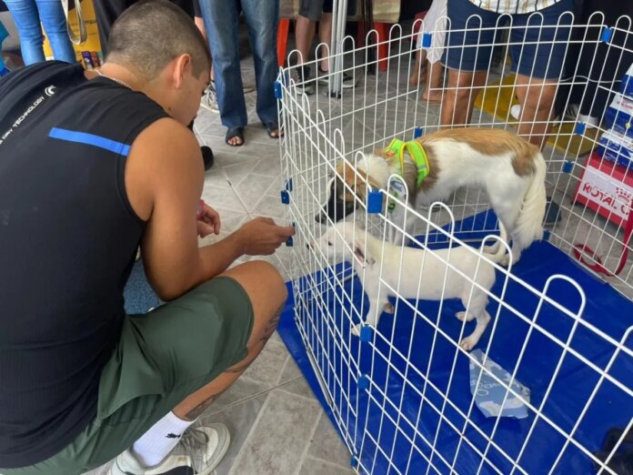 Cabo Frio promove nova edição da feira de adoção de cães e gatos neste sábado (7)
