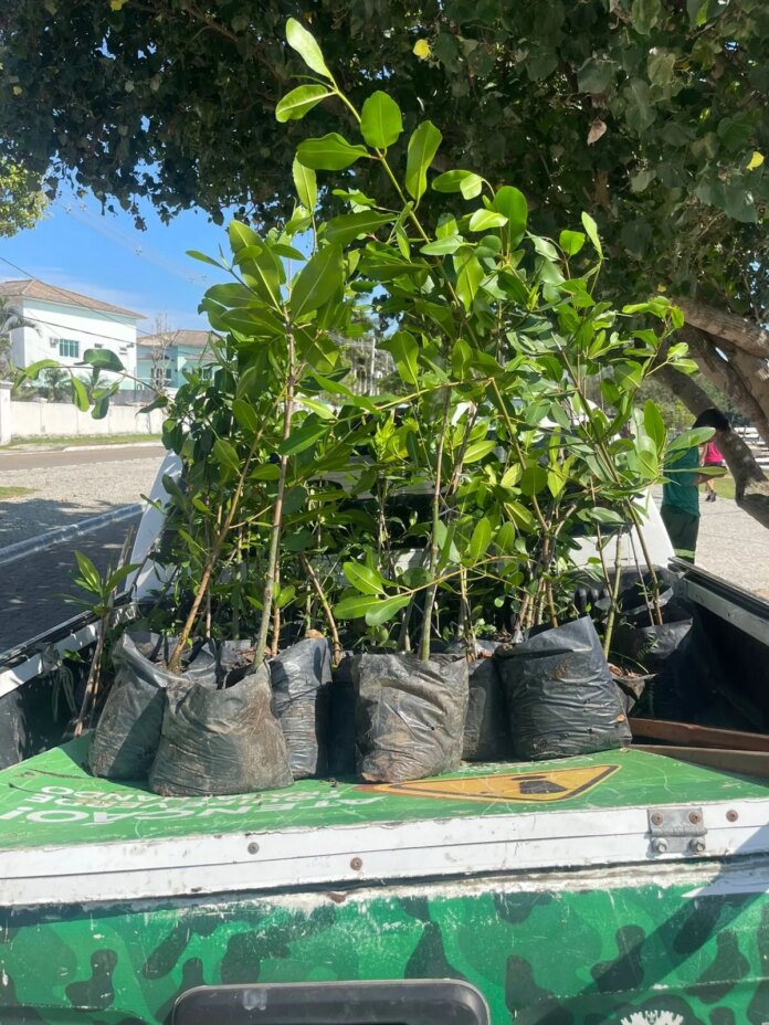 Cabo Frio realiza replantio de mudas de mangue na Praia das Palmeiras