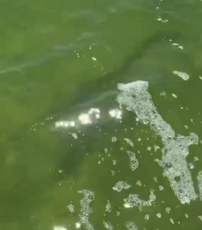 Jacaré é resgatado na Lagoa de Figueira e chama atenção em Arraial do Cabo