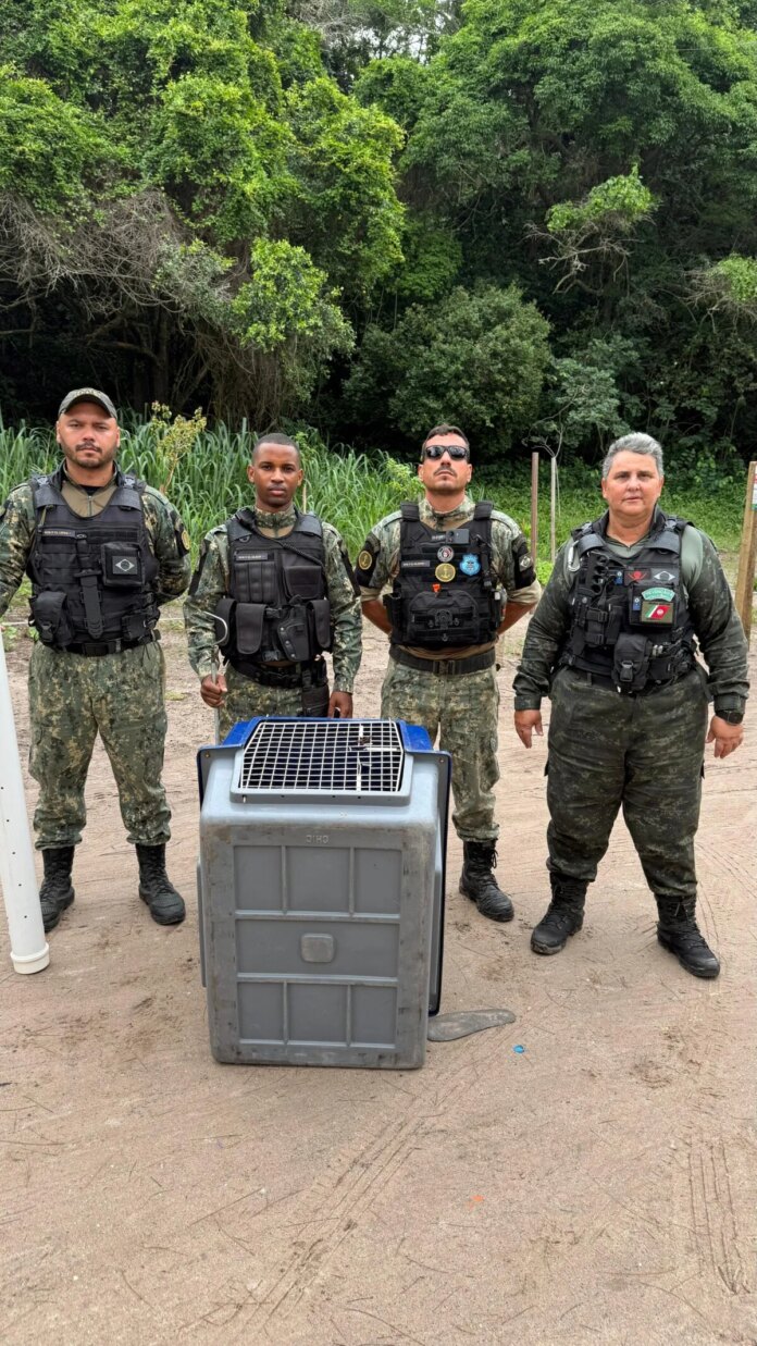 Guarda Marítima e Ambiental resgata duas jiboias em Cabo Frio nesta terça-feira (10)