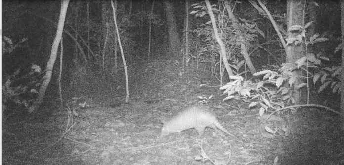 Monitoramento ambiental na Ilha dos Macacos registra espécie em perigo de extinção