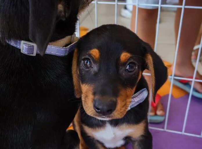 Feira de Adoção Animal acontece neste sábado (11) em Cabo Frio