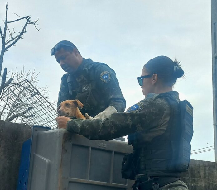 Cão em situação de abandono é resgatado em Tamoios