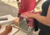 Castramóvel permanece em Tamoios até esta sexta-feira (24) com castração gratuita de cães e gatos Castramóvel permanece em Tamoios até esta sexta-feira (24) com castração gratuita de cães e gatos