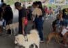 Castramóvel segue com vagas abertas para castração gratuita em Tamoios Castramóvel segue com vagas abertas para castração gratuita em Tamoios