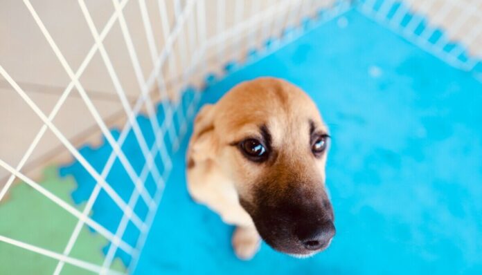 Feira de Adoção Animal será realizada neste sábado (11) em Cabo Frio
