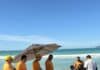 Força-tarefa mobiliza equipes e garante resgate de cachalote-mirim em Cabo Frio Força-tarefa mobiliza equipes e garante resgate de cachalote-mirim em Cabo Frio