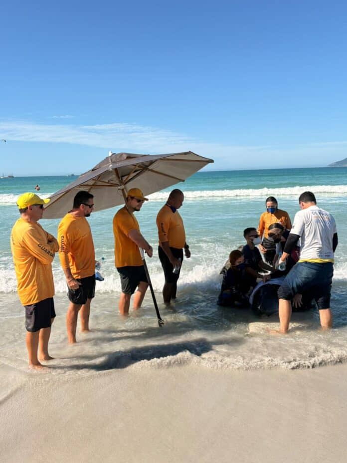 Força-tarefa mobiliza equipes e garante resgate de cachalote-mirim em Cabo Frio