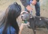 Prefeitura de Cabo Frio realiza resgate de cão em situação de abandono no bairro Cajueiro Prefeitura de Cabo Frio realiza resgate de cão em situação de abandono no bairro Cajueiro