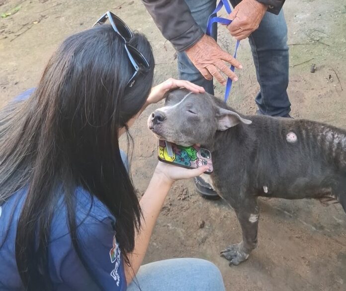 Prefeitura de Cabo Frio realiza resgate de cão em situação de abandono no bairro Cajueiro