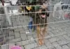 Maricá: Adoção de cães e gatos neste sábado em dois pontos da cidade