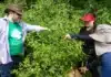 Maricá: Visitas guiadas gratuitas em espaço de plantas medicinais em julho e agosto